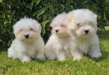Super adorable Maltese Puppies.