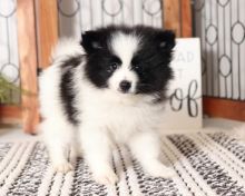 Toy pomeranian puppies