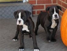 vfg vgrg Boxer puppies