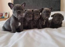 xbvgjnhn nhy Blue French Bulldog Puppies for a good home.