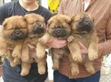 xdc vbfhbgh Geake Chow Chow Puppies Available