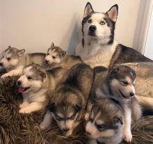 xdgb b hg Husky puppies