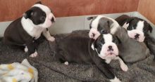 xdghtg bhbht Boston Terrier puppies