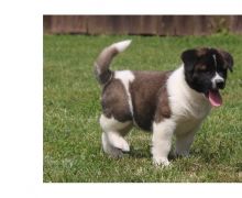 xfsgsdv vb fb Bulky Akita Puppies