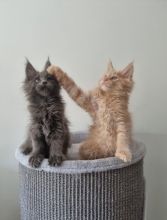 Xsfrdf cbv FIRST and Second vaccination, maine coon