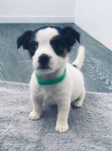 xvfh vfg Jack Russell Puppies Short Legged