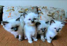 ZCgdf ghh Blue Ragdoll kitten