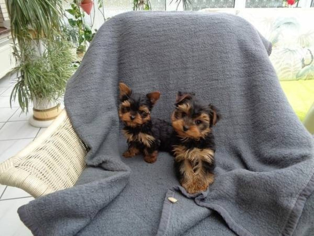 3 t-cup Yorkie pups Image eClassifieds4u