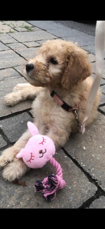 Beautiful F1B Goldendoodle female 9 weeks non shredding ..Hypoallergenic Image eClassifieds4u