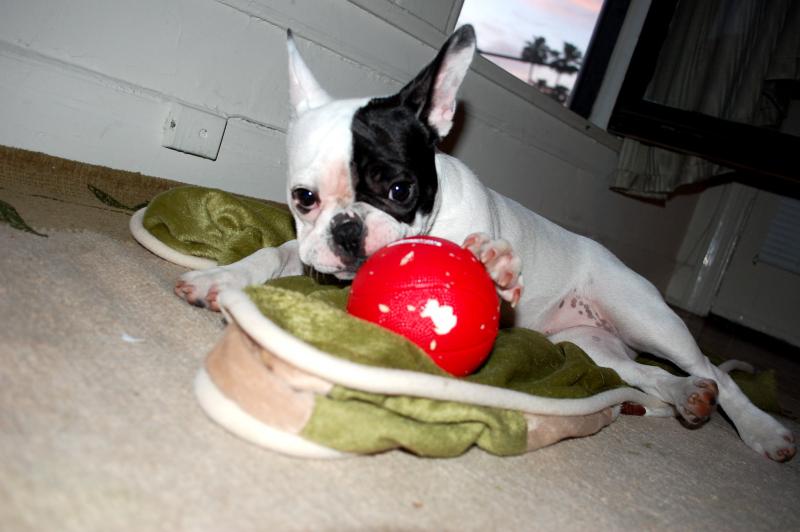 Boston Terrier puppies available,vaccinated Image eClassifieds4u