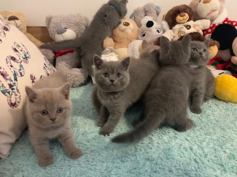 British Blue Shorthair Kitten Image eClassifieds4u