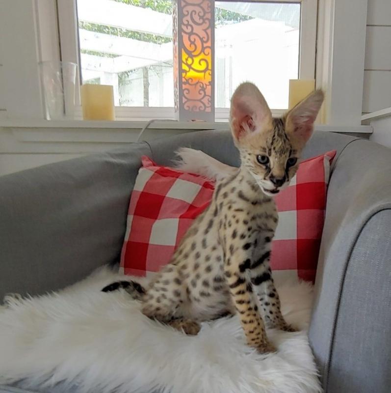 cdvf fvf Adorable male and female African serval kittens for sale Image eClassifieds4u
