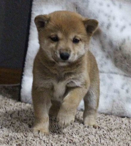 cfvv cvfvfv Shiba Inu Puppies available Image eClassifieds4u