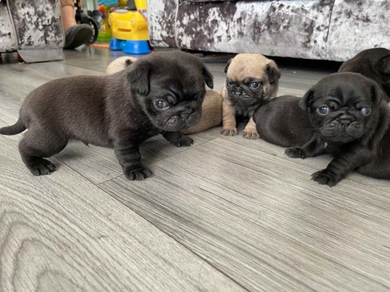 cgegv grhhtt Perfect pugs Puppies Image eClassifieds4u