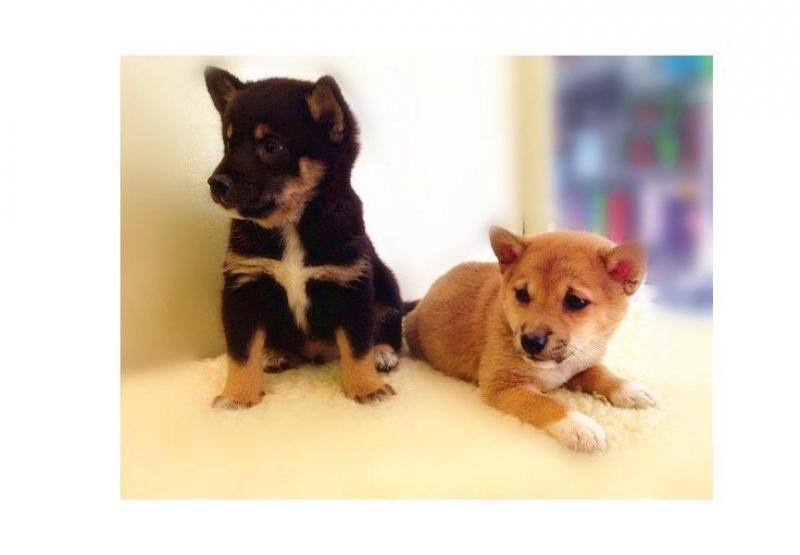 cute Shiba Iun for adoption contact us at kb4746965@gmail.com Image eClassifieds4u