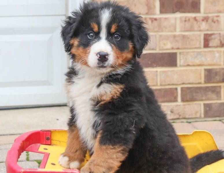 cvhyj bgh Bernese Mountain puppies Adorable male and female puppies available Image eClassifieds4u