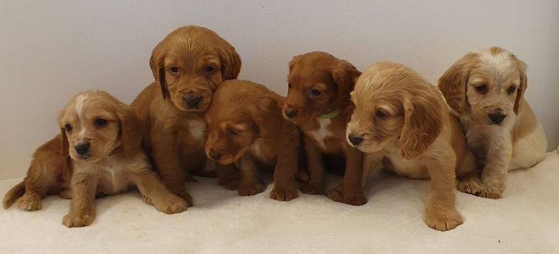 dfrggy er Spaniel Puppy Image eClassifieds4u