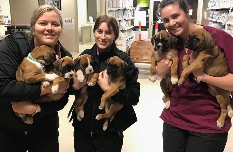 frghth Healthy Home Trained Boxer Puppies available now Image eClassifieds4u