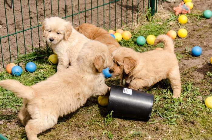 Golden Retriever Puppies Image eClassifieds4u