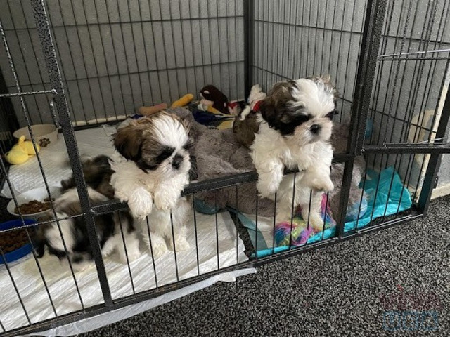 Gorgeous Shih Tzu puppies for sale. Image eClassifieds4u