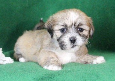 Lhasa Apso Puppies Image eClassifieds4u