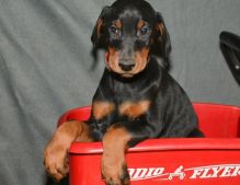 ADET5GV FBFG Sweet Doberman puppies available Image eClassifieds4U