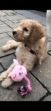Beautiful F1B Goldendoodle female 9 weeks non shredding ..Hypoallergenic Image eClassifieds4U