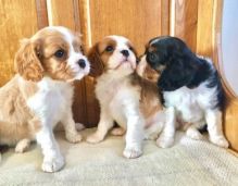 Cavalier king charles puppies Image eClassifieds4U