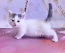 cdgth htyh Stunning Munchkin Kittens Image eClassifieds4U