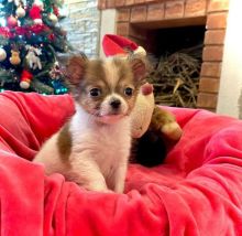 Cute loving and adorable male and female Chihuahua puppies for free adoption Image eClassifieds4u 3