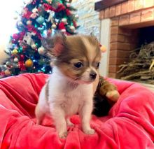 Cute loving and adorable male and female Chihuahua puppies for free adoption Image eClassifieds4u 4