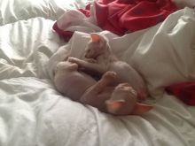 Devon Rex Kittens from fantastic lines. Image eClassifieds4U