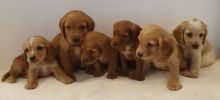 dfrggy er Spaniel Puppy Image eClassifieds4U