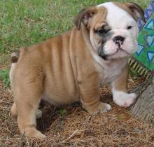 English Bulldog puppies Image eClassifieds4U