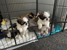 Gorgeous Shih Tzu puppies for sale. Image eClassifieds4U