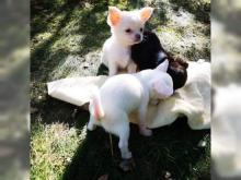 Healthy Male and Female Chihiahua puppies Image eClassifieds4u 2