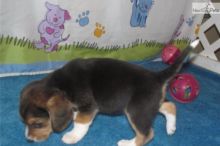 Intelligent Beagle puppies Image eClassifieds4U