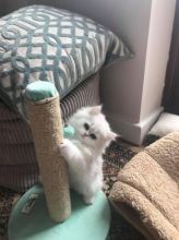 Nice Chinchilla Persian kittens Image eClassifieds4U