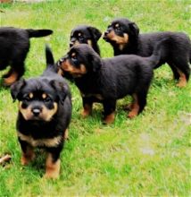 Rottweiler puppies Image eClassifieds4U