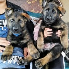 xcdrdv vfv Sugar German Shepherd Image eClassifieds4U