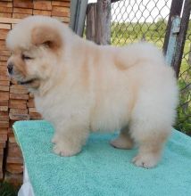 zaswad cd Beautiful Chow Chow puppies Image eClassifieds4U