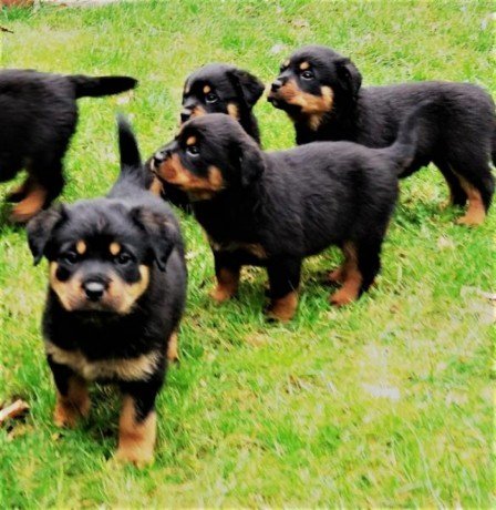 Rottweiler puppies Image eClassifieds4u