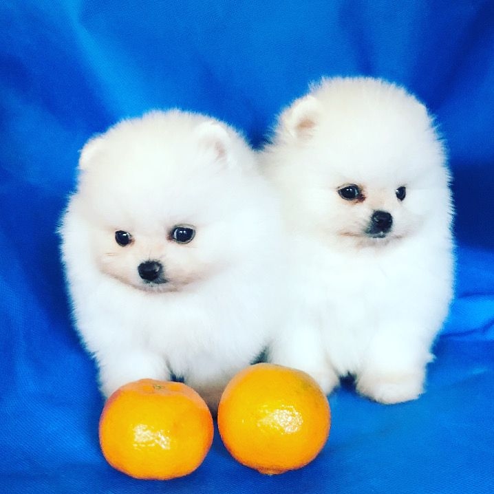 Teacup Pomeranian Puppies for Sale Image eClassifieds4u