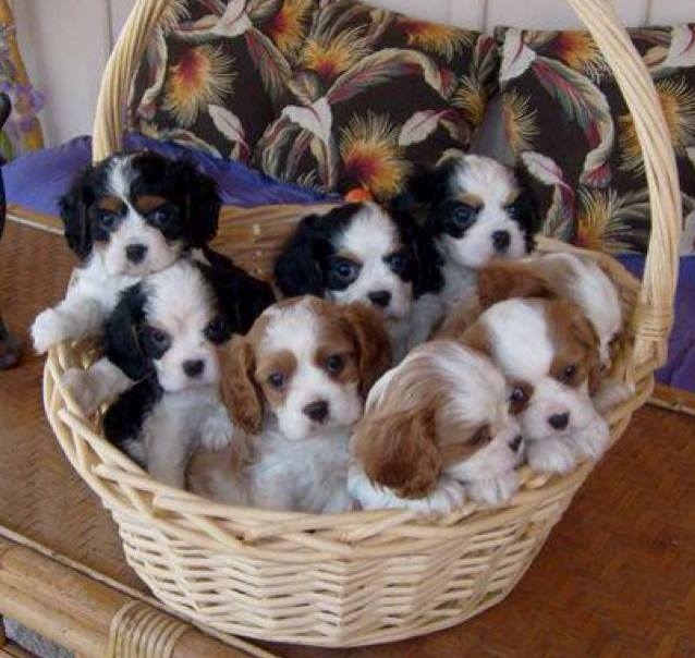 vfhyt Cavalier King Charles Spaniel Image eClassifieds4u