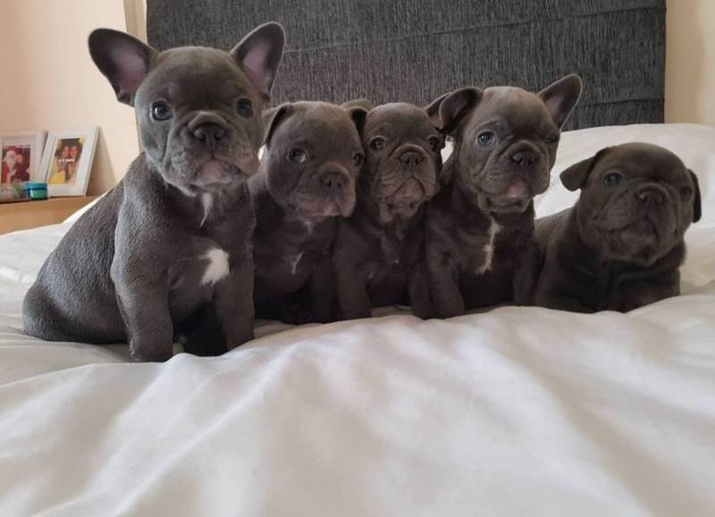 xbvgjnhn nhy Blue French Bulldog Puppies for a good home. Image eClassifieds4u