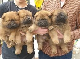 xdc vbfhbgh Geake Chow Chow Puppies Available Image eClassifieds4u