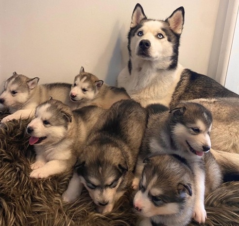 xdgb b hg Husky puppies Image eClassifieds4u