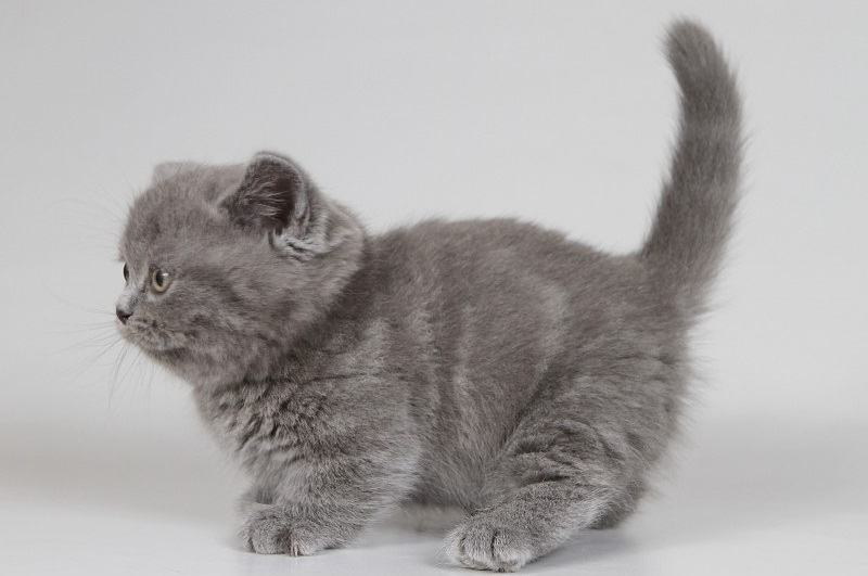 xscvd cd eating various munchkin kittyss Image eClassifieds4u