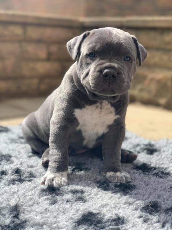 xsfddvd Staffordshire bull terrier puppy Image eClassifieds4u