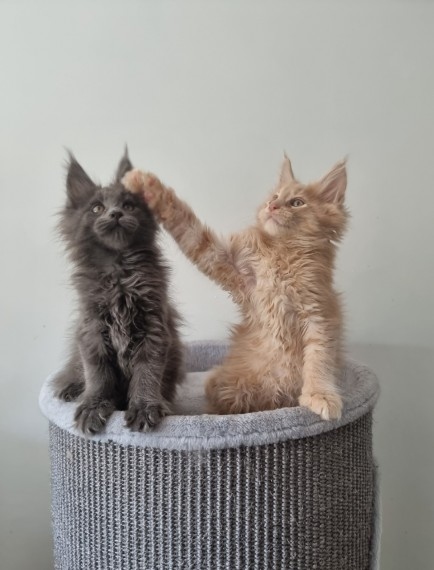 Xsfrdf cbv FIRST and Second vaccination, maine coon Image eClassifieds4u